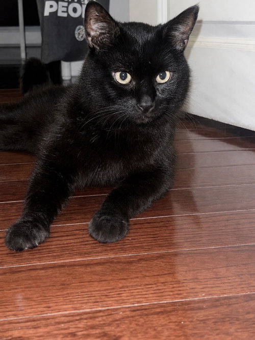 Photo 6 of Midnight