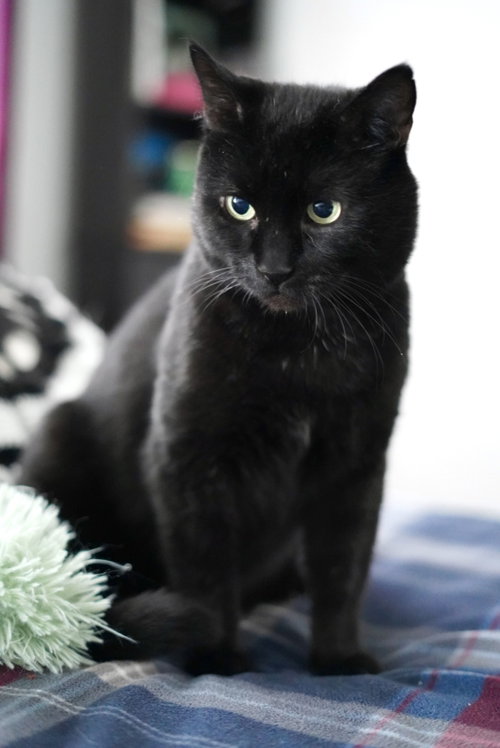Midnight, a cat for adoption from KittenSnatchers