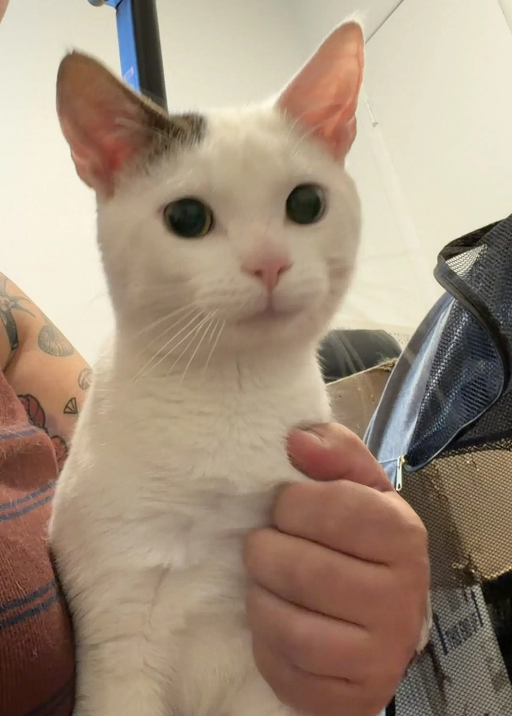 Wallace - Domestic Short Hair