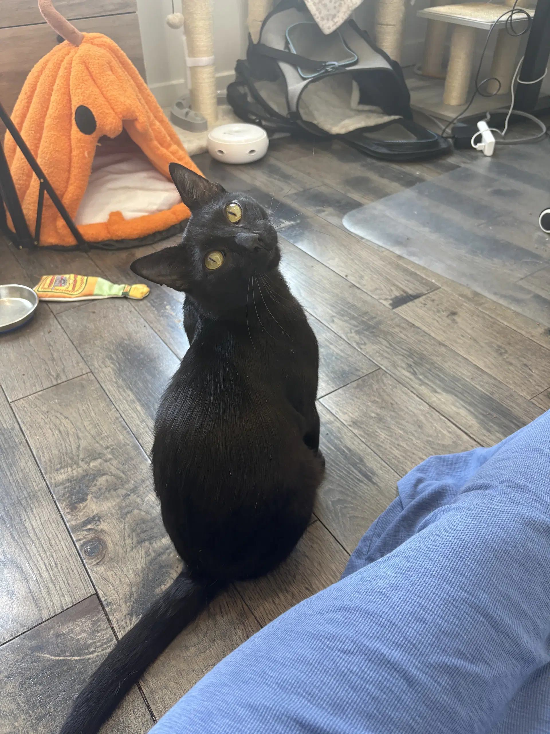Osiris - Domestic Short Hair
