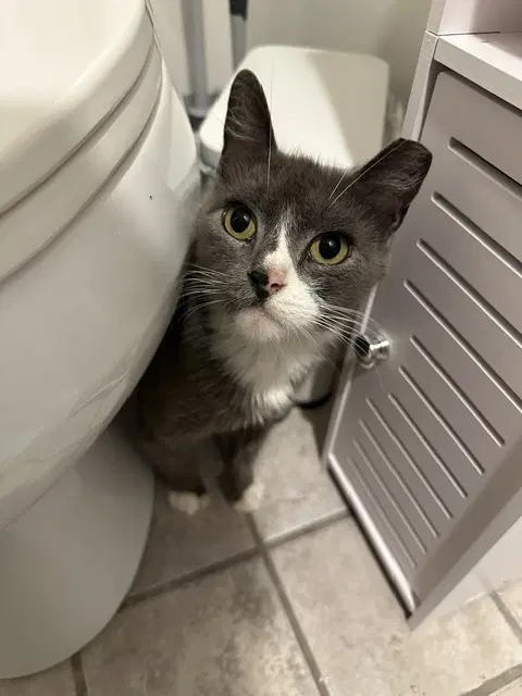 Samantha - Domestic Short Hair