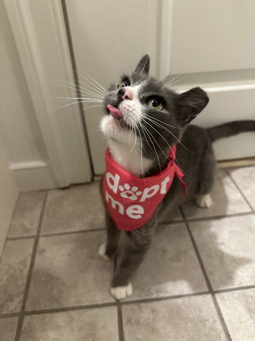 picture of the cat needing adoption