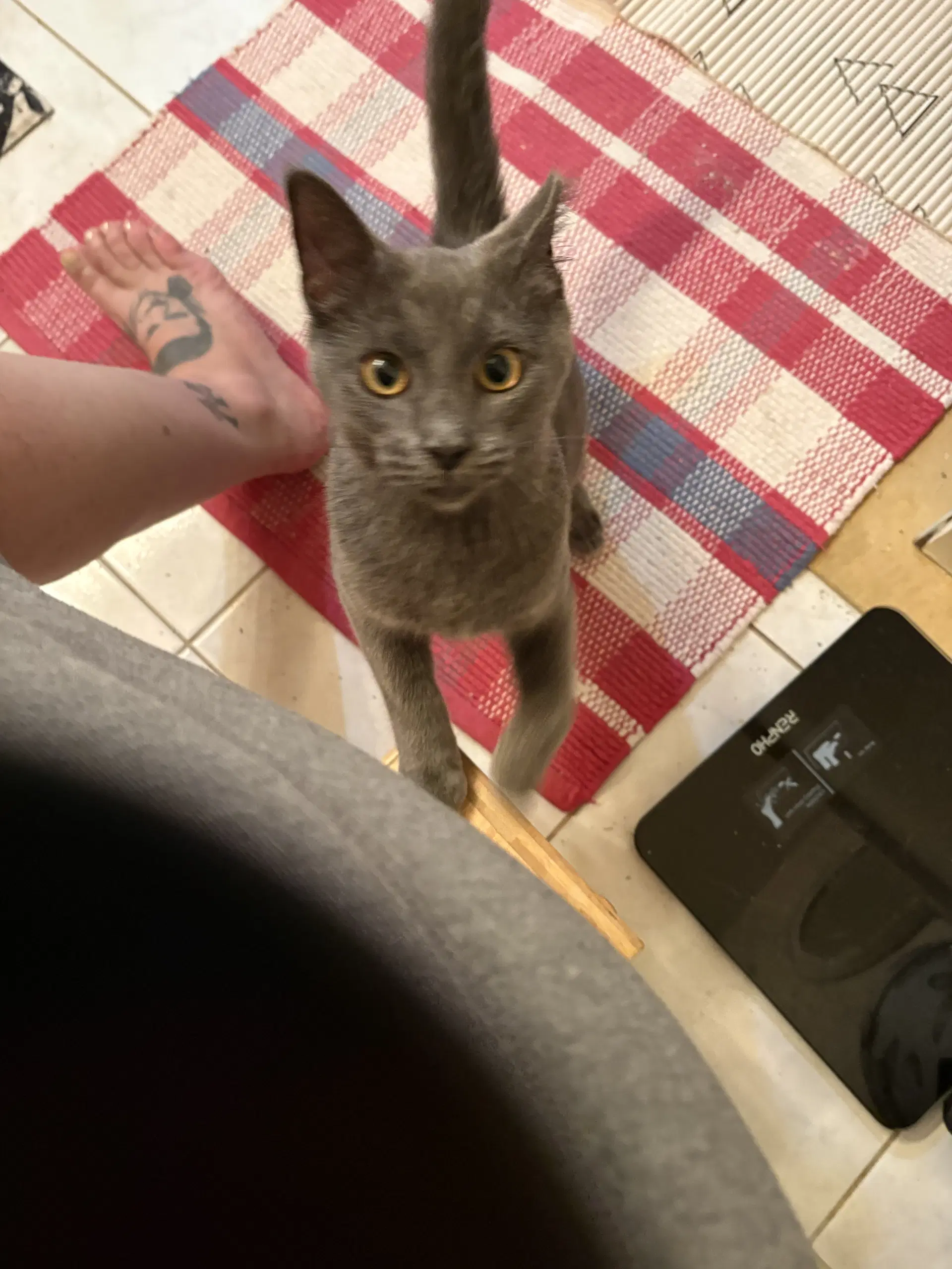 Firecracker - Domestic Short Hair