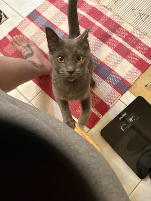 picture of the cat needing adoption