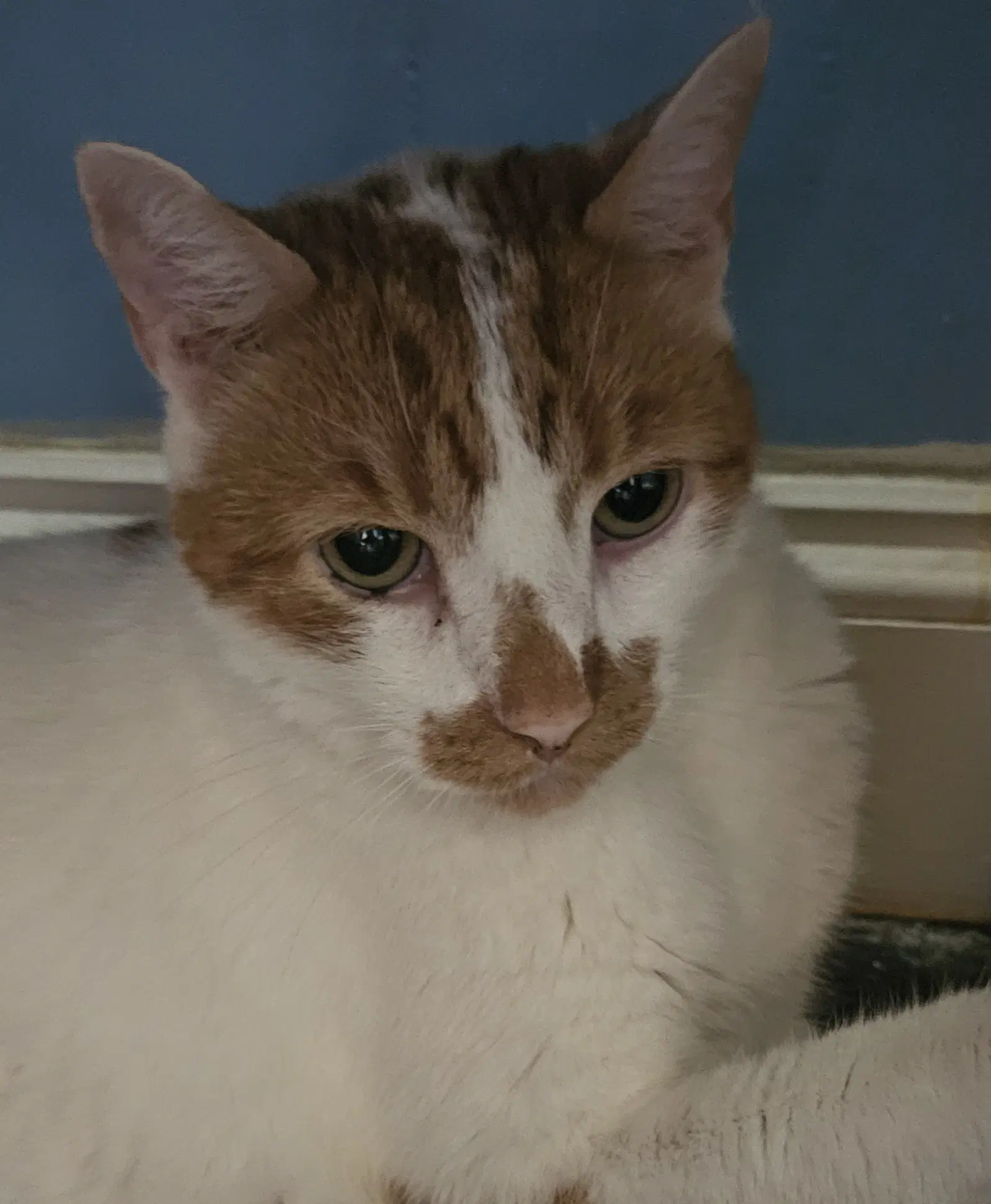 Snickers - Domestic Short Hair