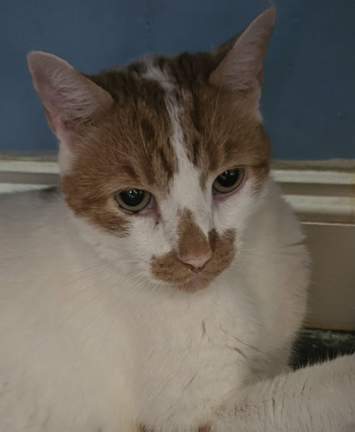 picture of the cat needing adoption