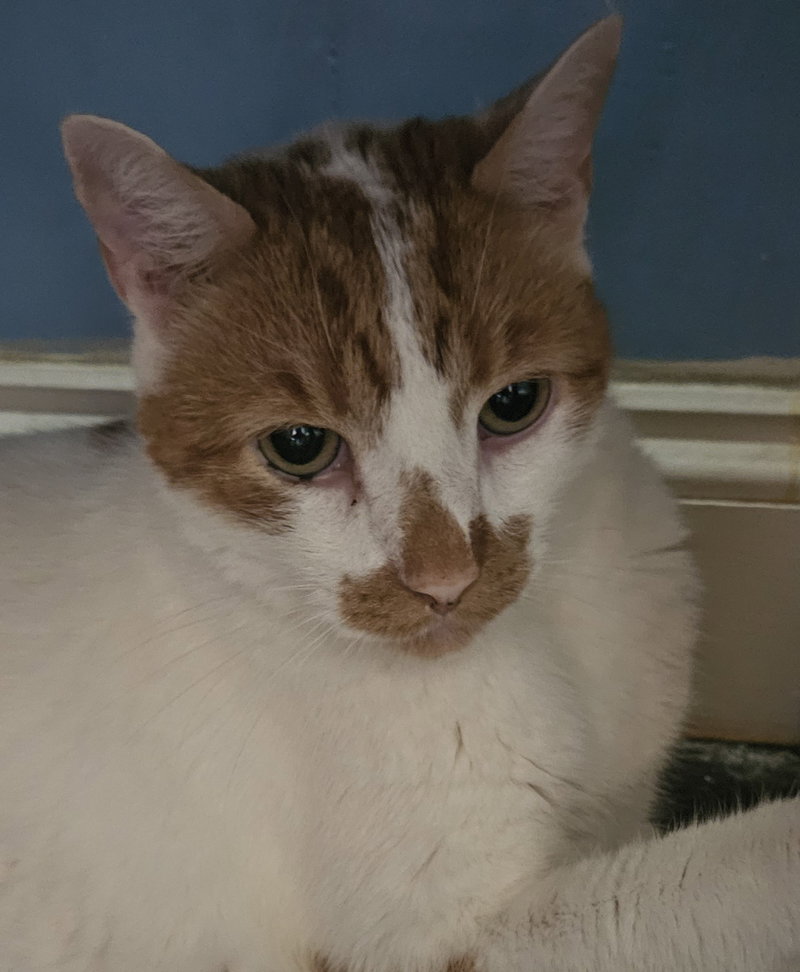 Snickers, photo 5