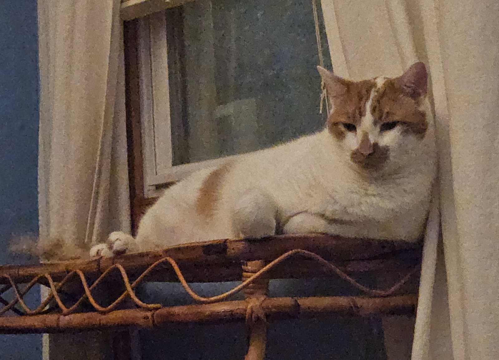 Snickers, photo 4