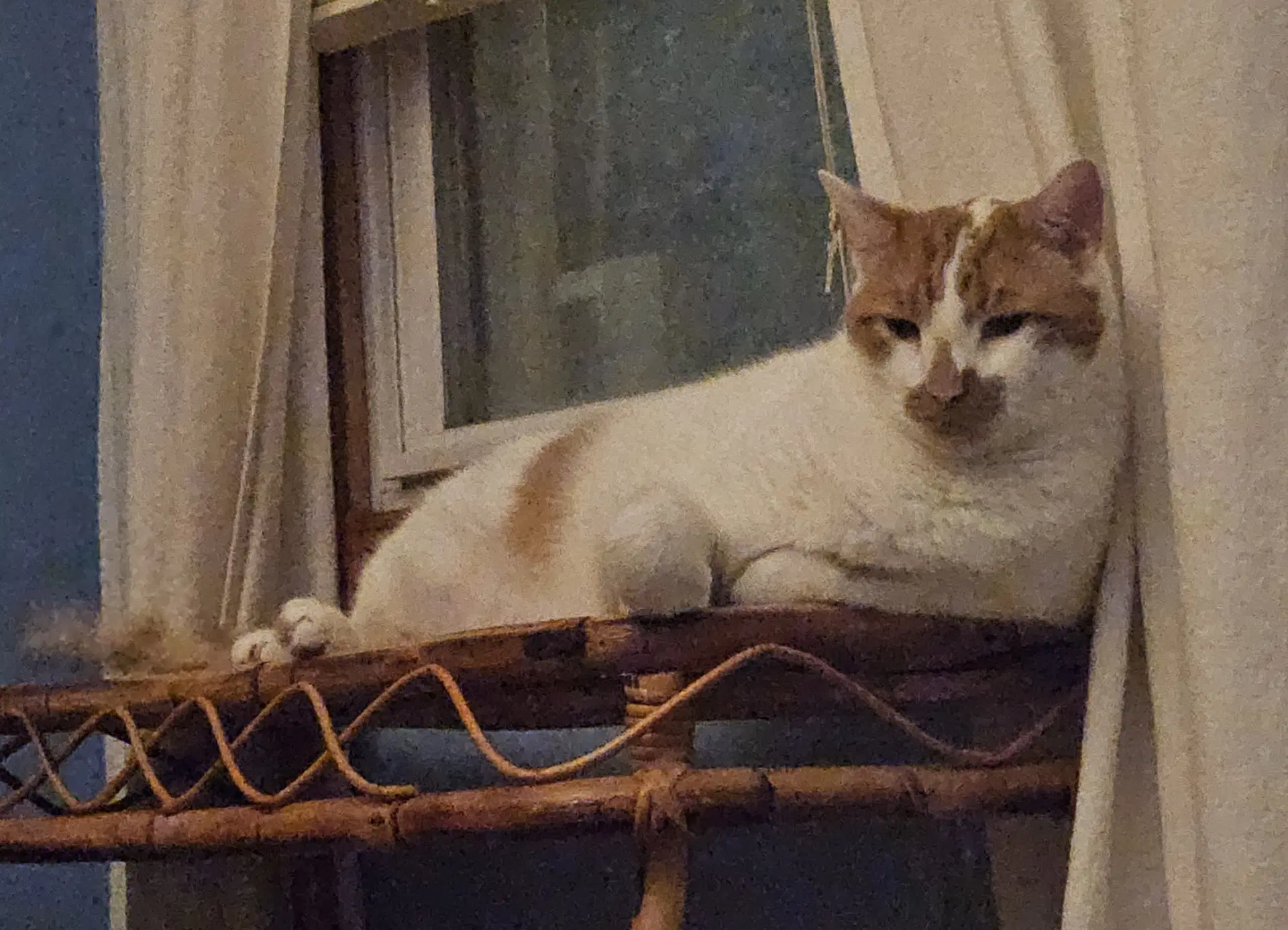 Snickers image 4