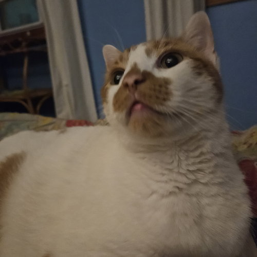 Photo 6 of Snickers
