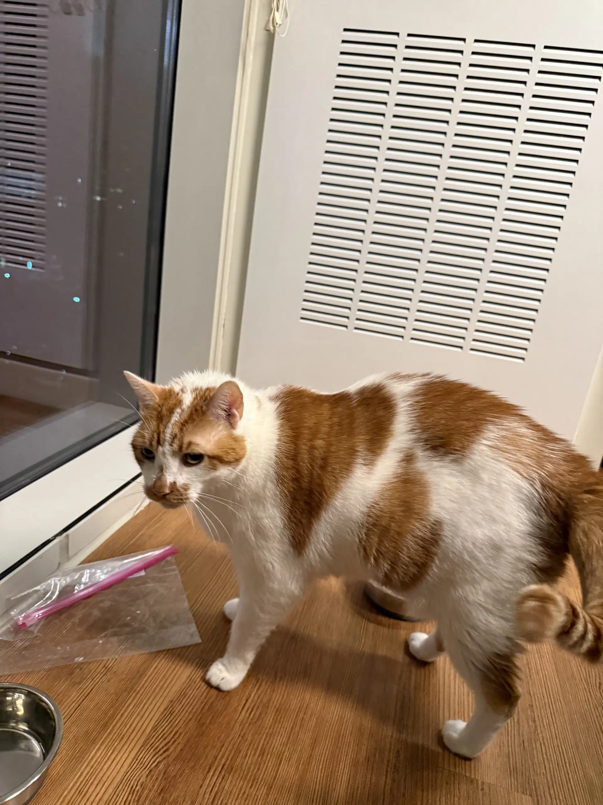 Snickers image 2