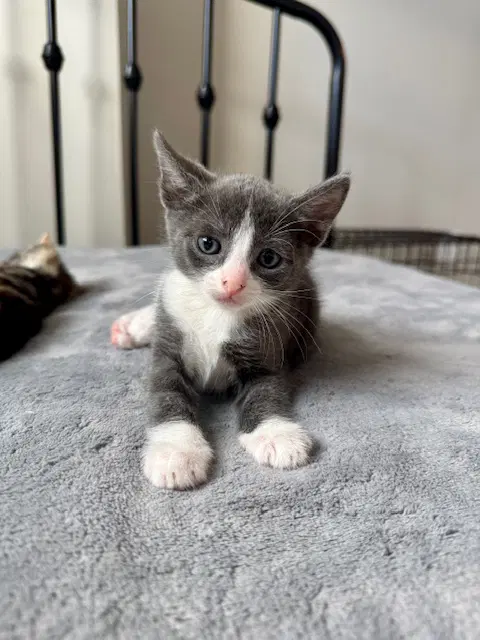 Oslo - Domestic Short Hair