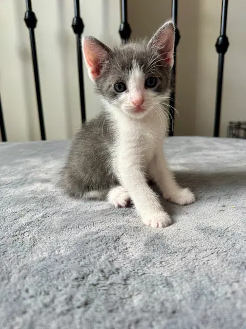 Dublin - Domestic Short Hair