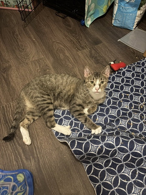 Pride, a cat for adoption from KittenSnatchers