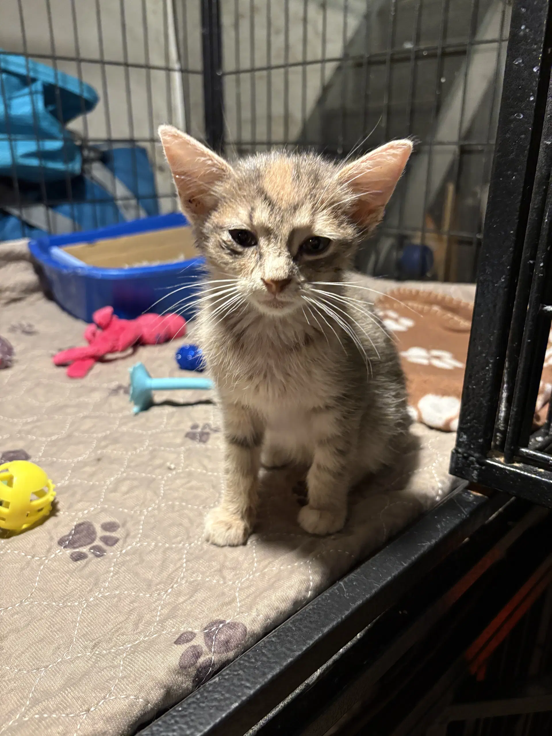 Little Sunshine - Domestic Short Hair