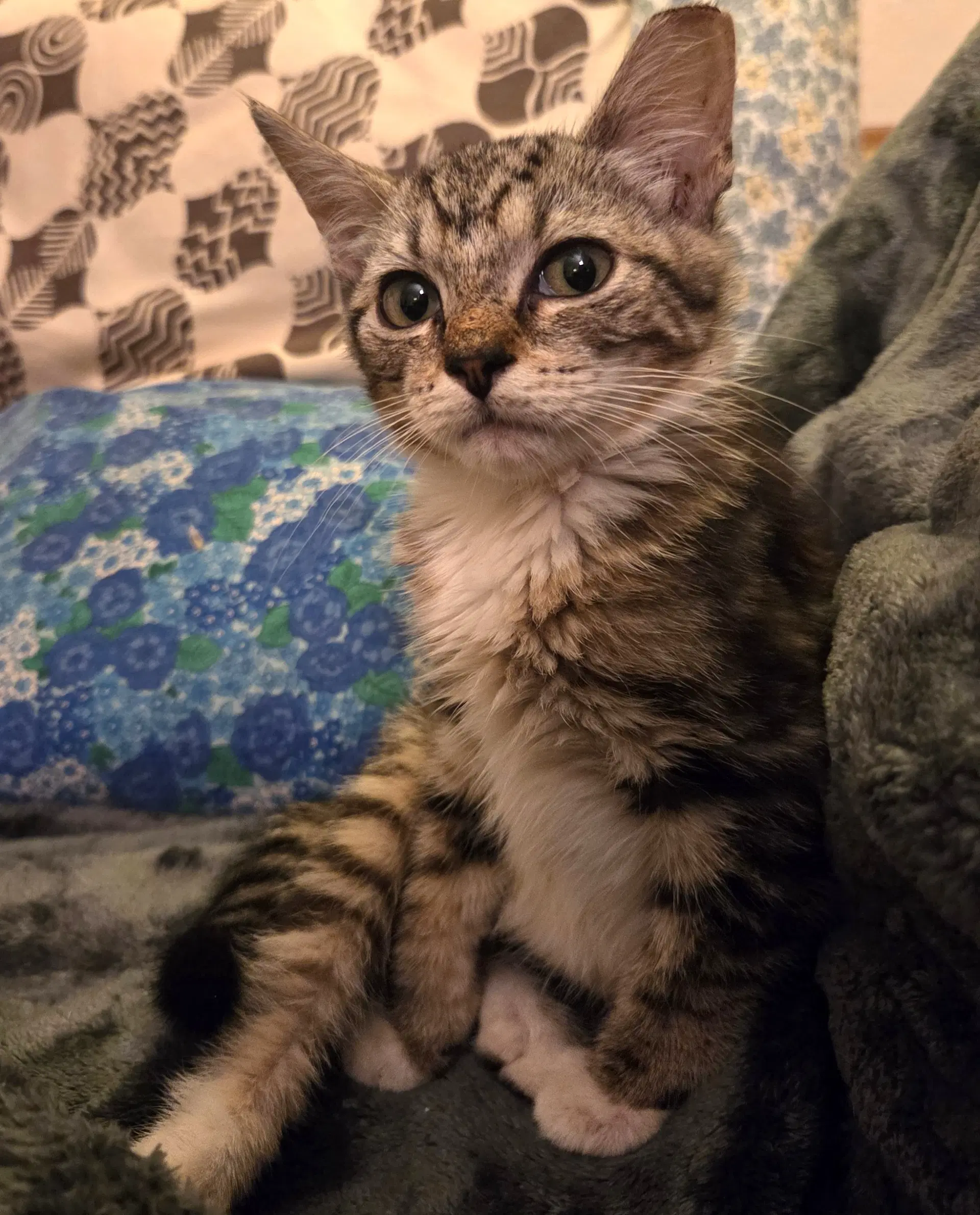 Fiona - Domestic Short Hair