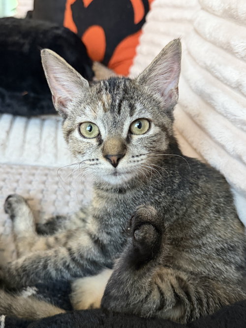 Lucy, a cat for adoption from KittenSnatchers
