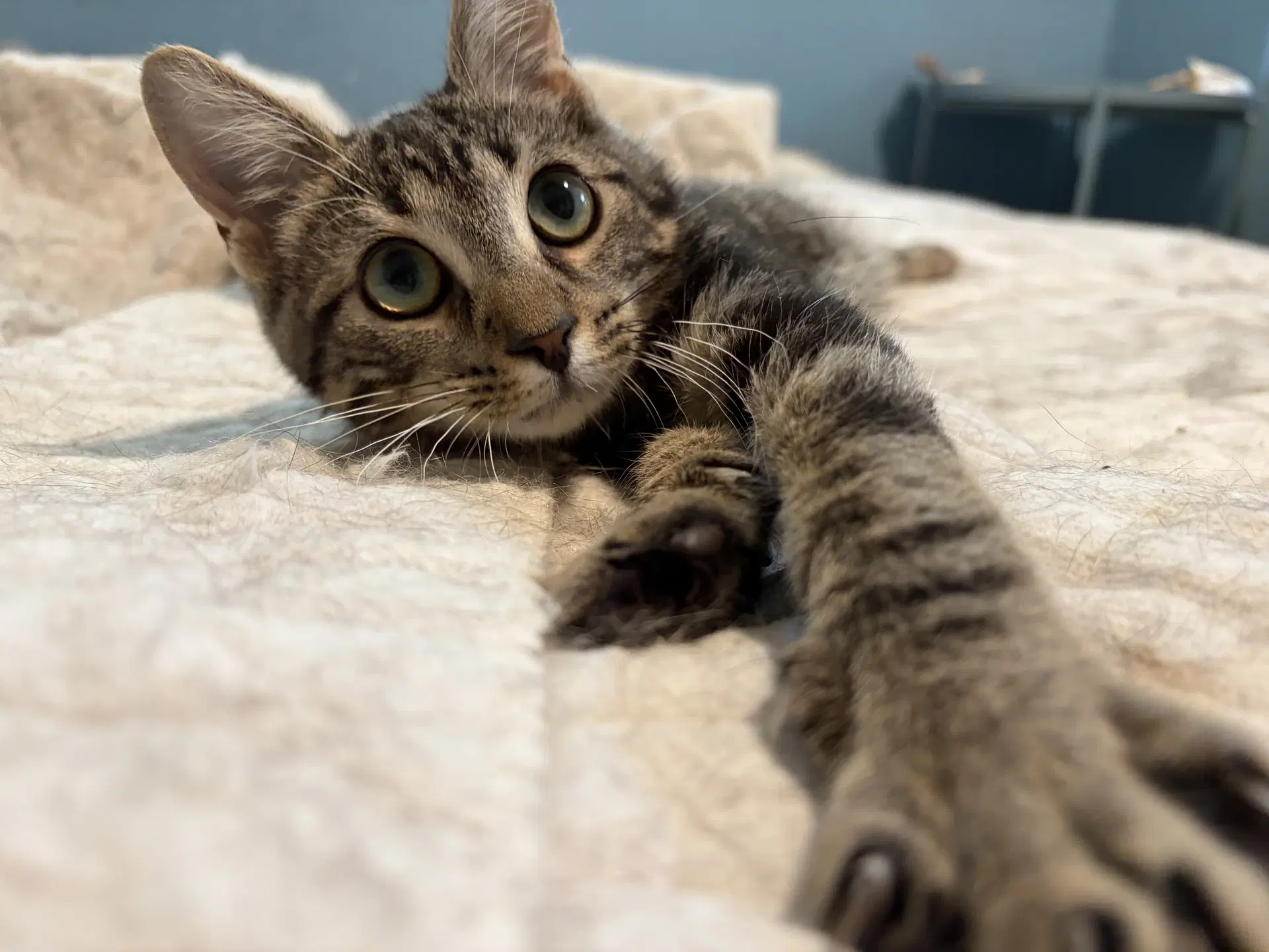 Mitzy - Domestic Short Hair