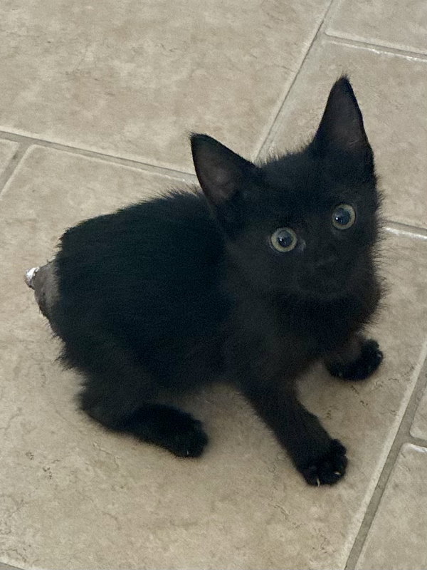 BonBon