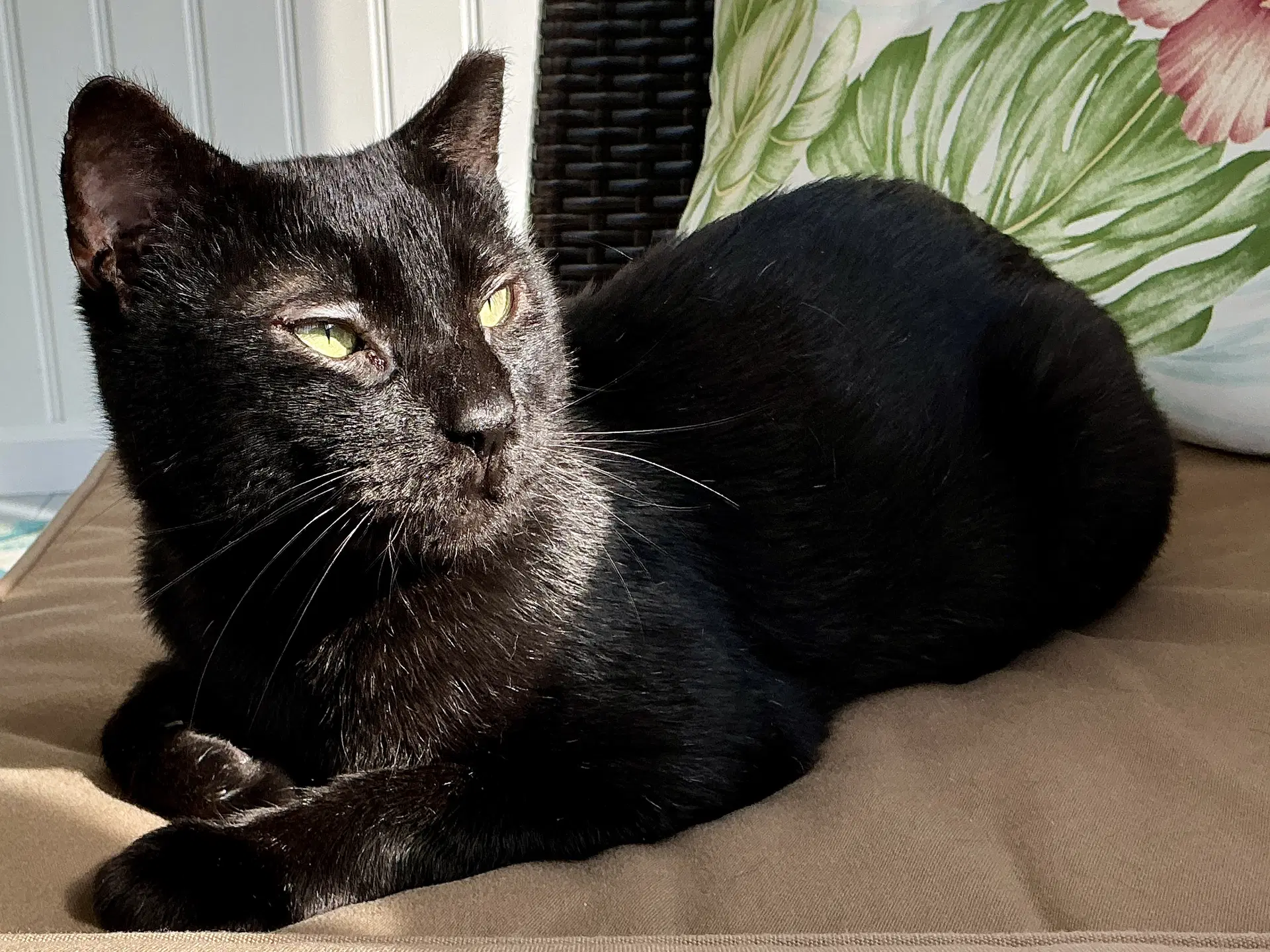 Steve - Domestic Short Hair