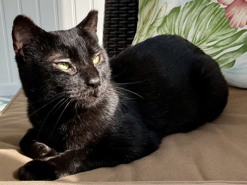 Steve, a cat for adoption from KittenSnatchers