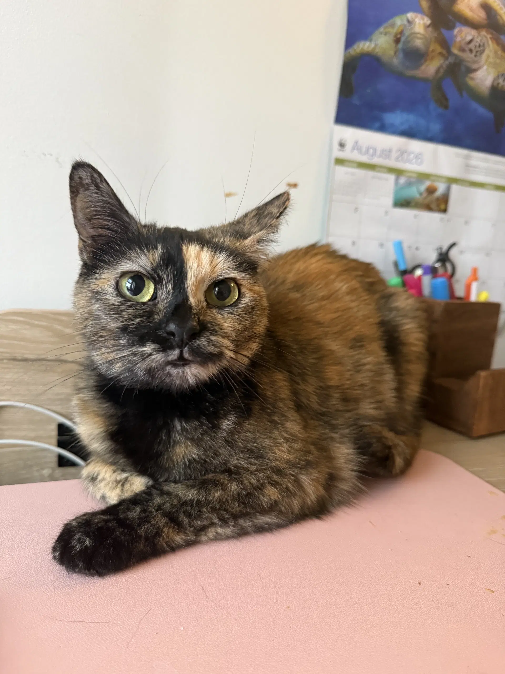 Chai - Domestic Short Hair