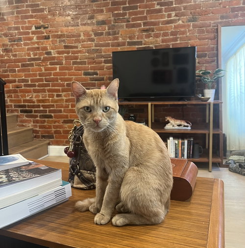 picture of the cat needing adoption