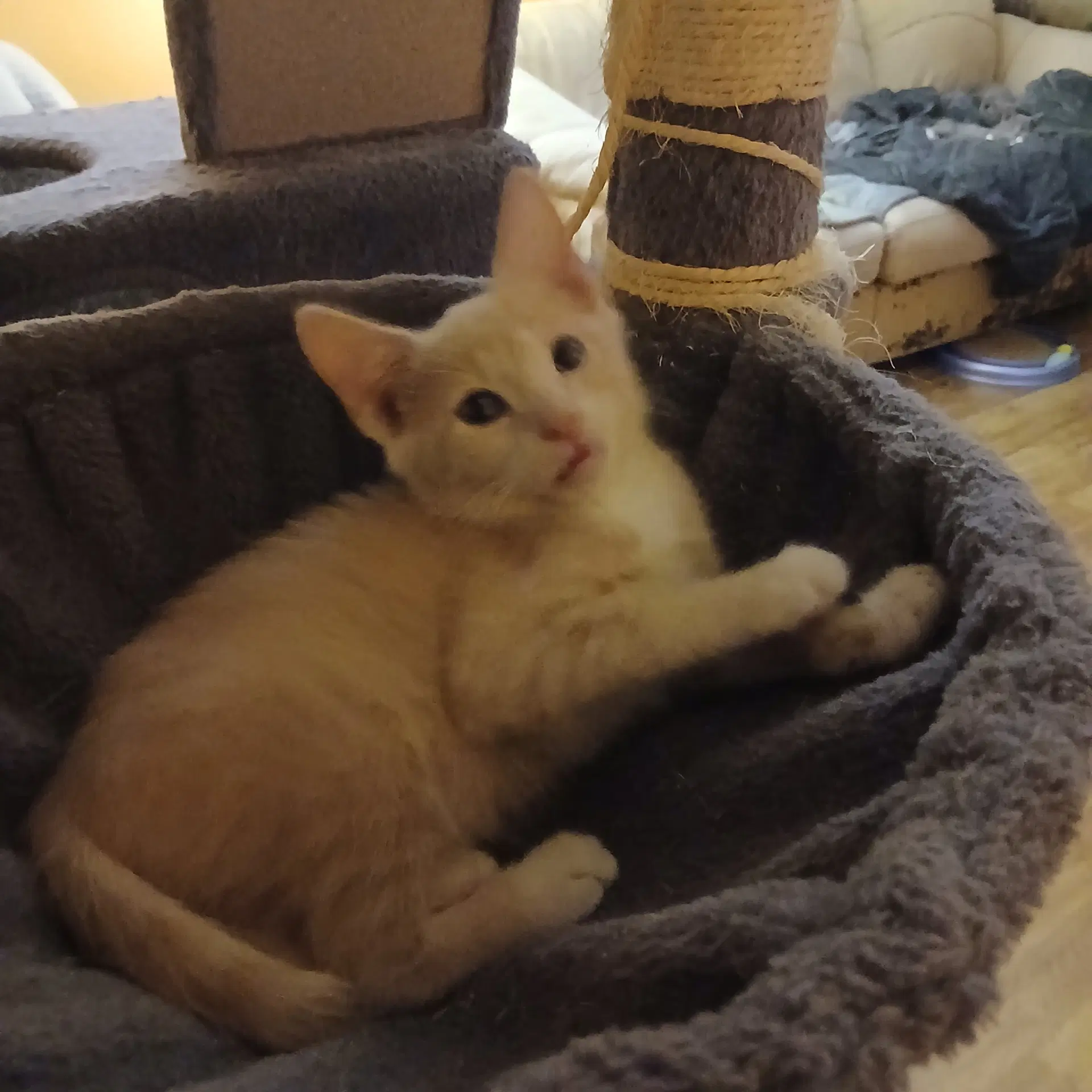 David - Domestic Short Hair