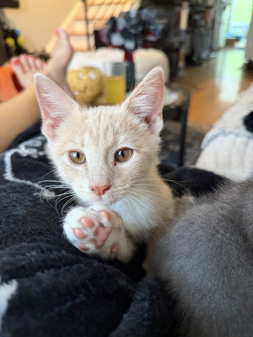 David, a cat for adoption from KittenSnatchers