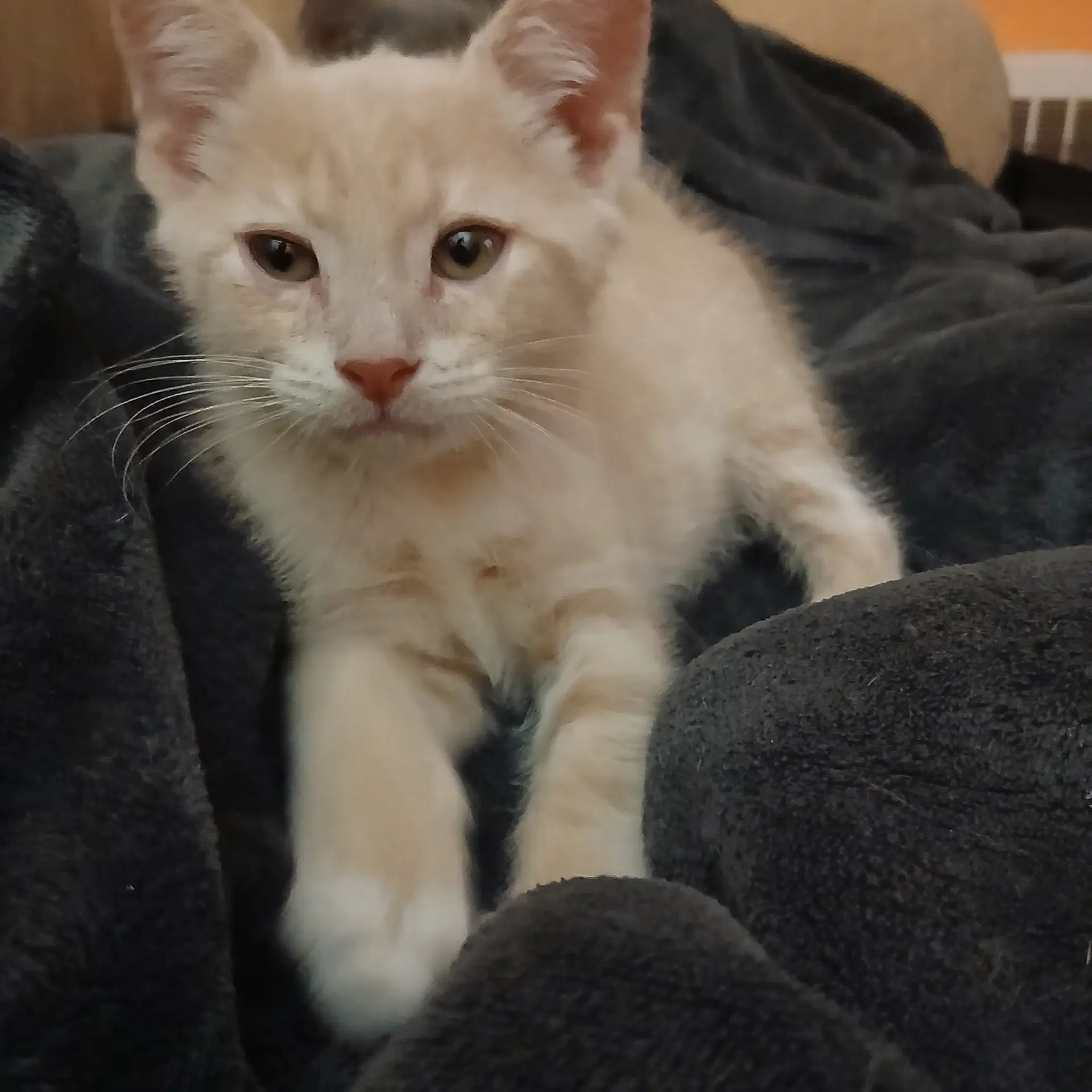 Dwayne - Domestic Short Hair