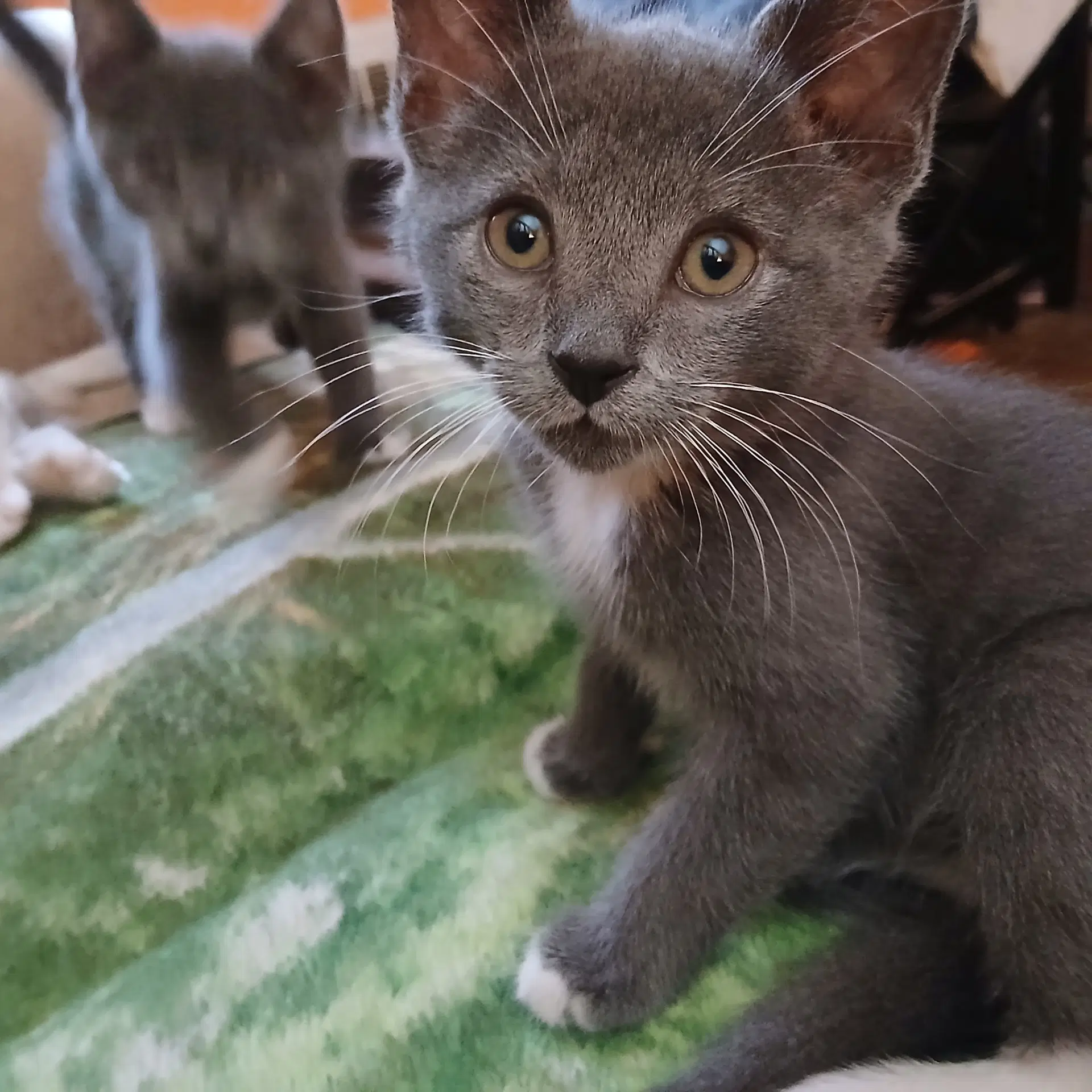 Marko - Domestic Short Hair