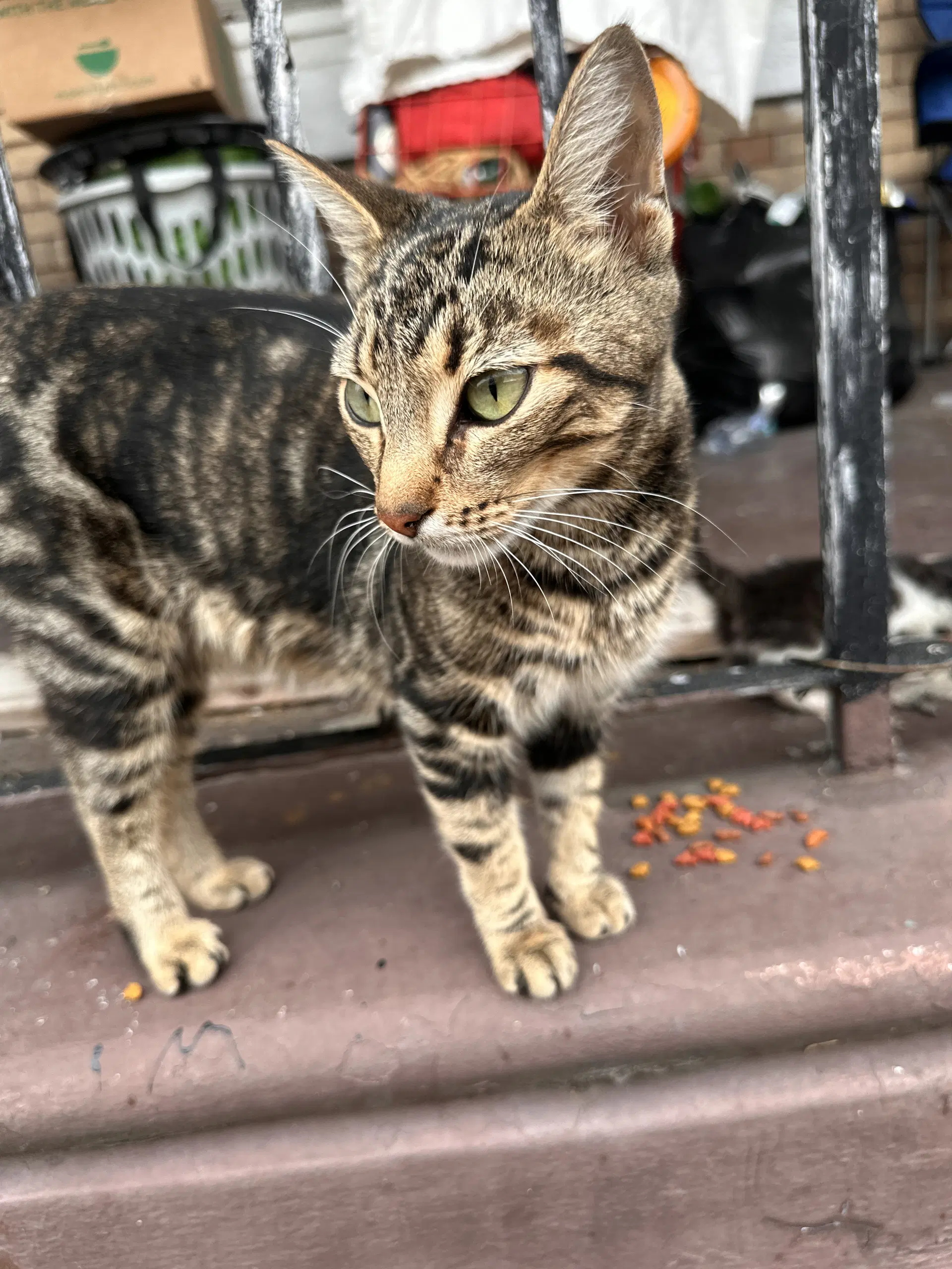 Maila Nurmi - Domestic Short Hair
