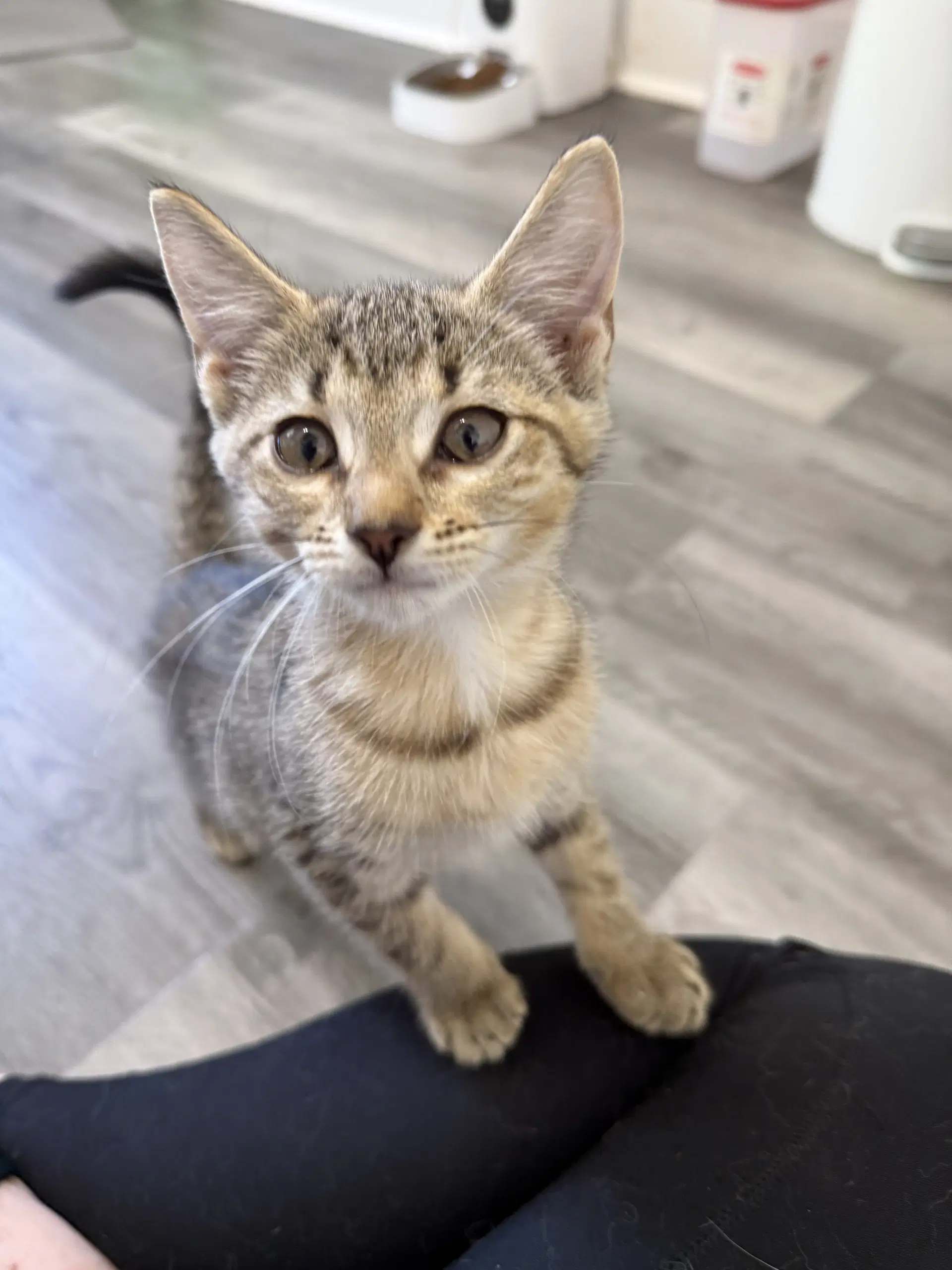 Duchess Whiskerson - Domestic Short Hair
