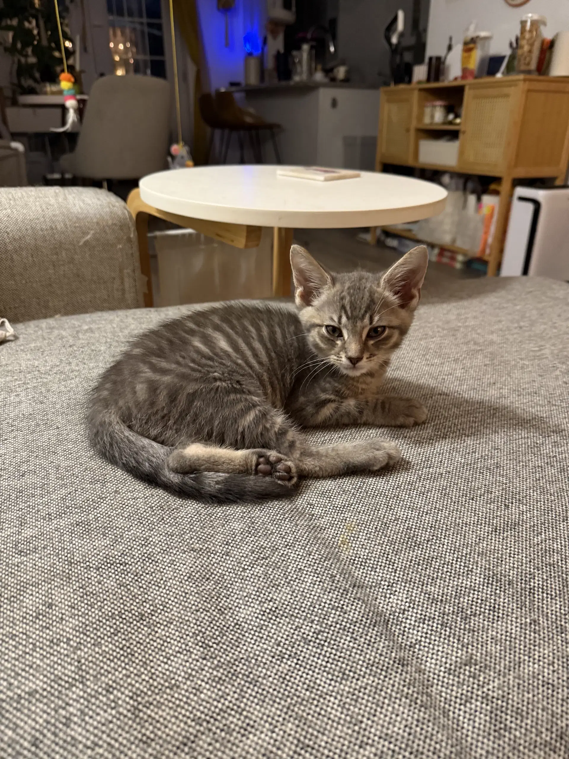 General Toebeans - Domestic Short Hair
