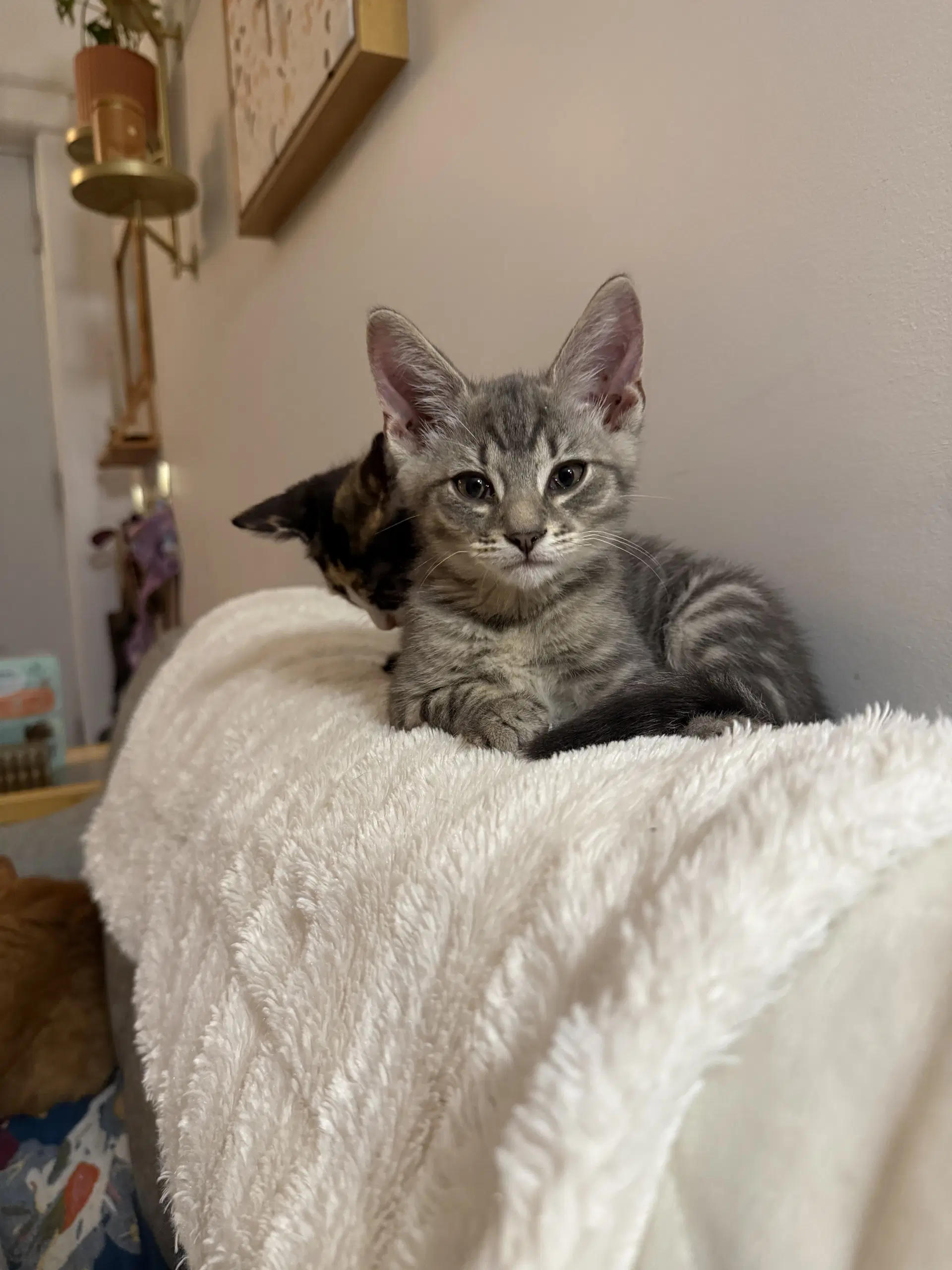 General Toebeans image 2