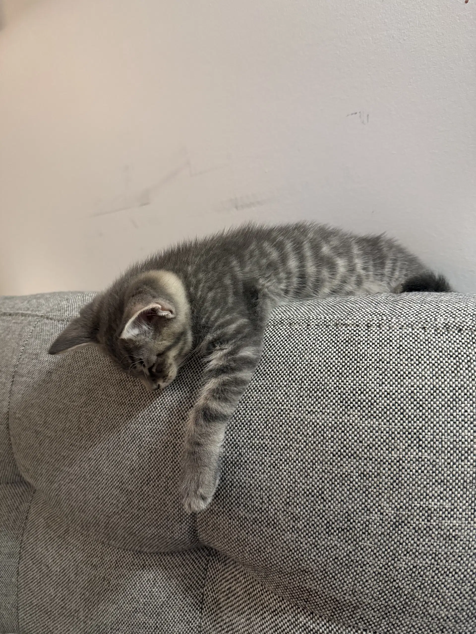 General Toebeans image 3