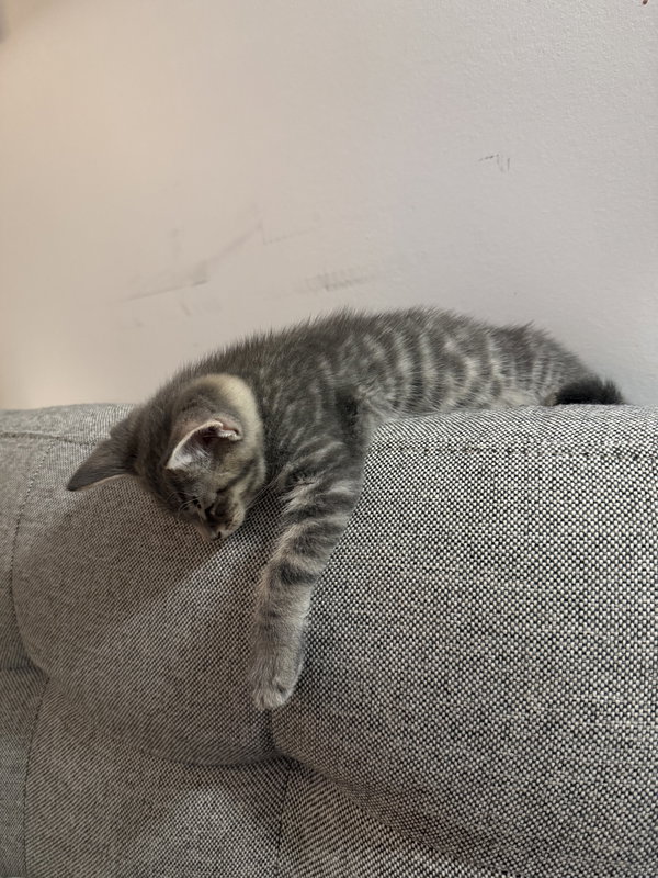 General Toebeans