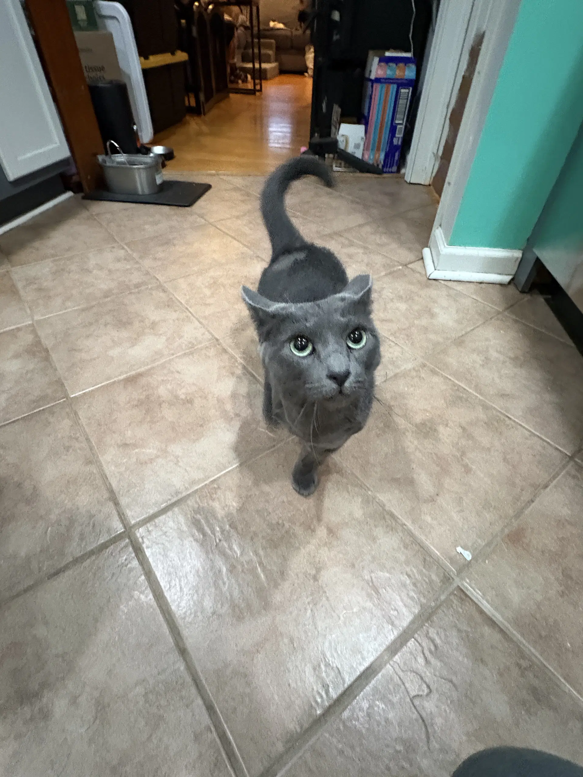 Church - Domestic Short Hair