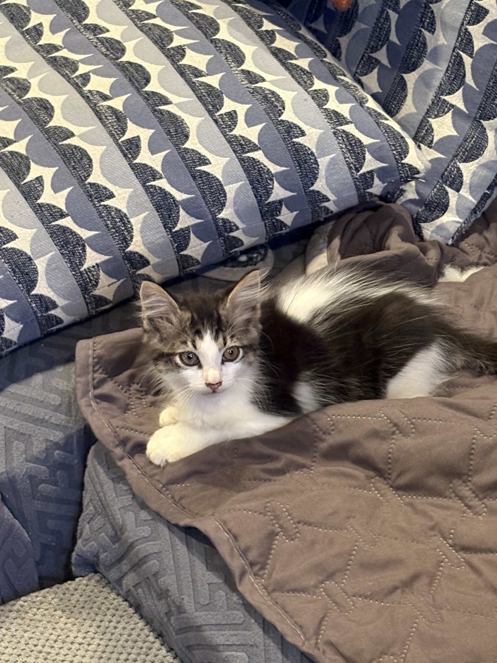 Bela Lugosi, cat — photo 1 of 3