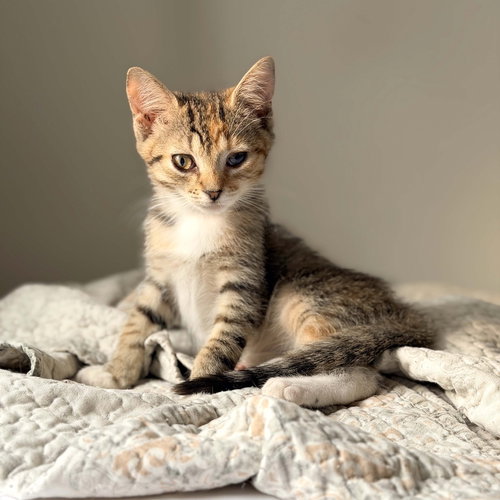 Ninja, a cat for adoption from KittenSnatchers