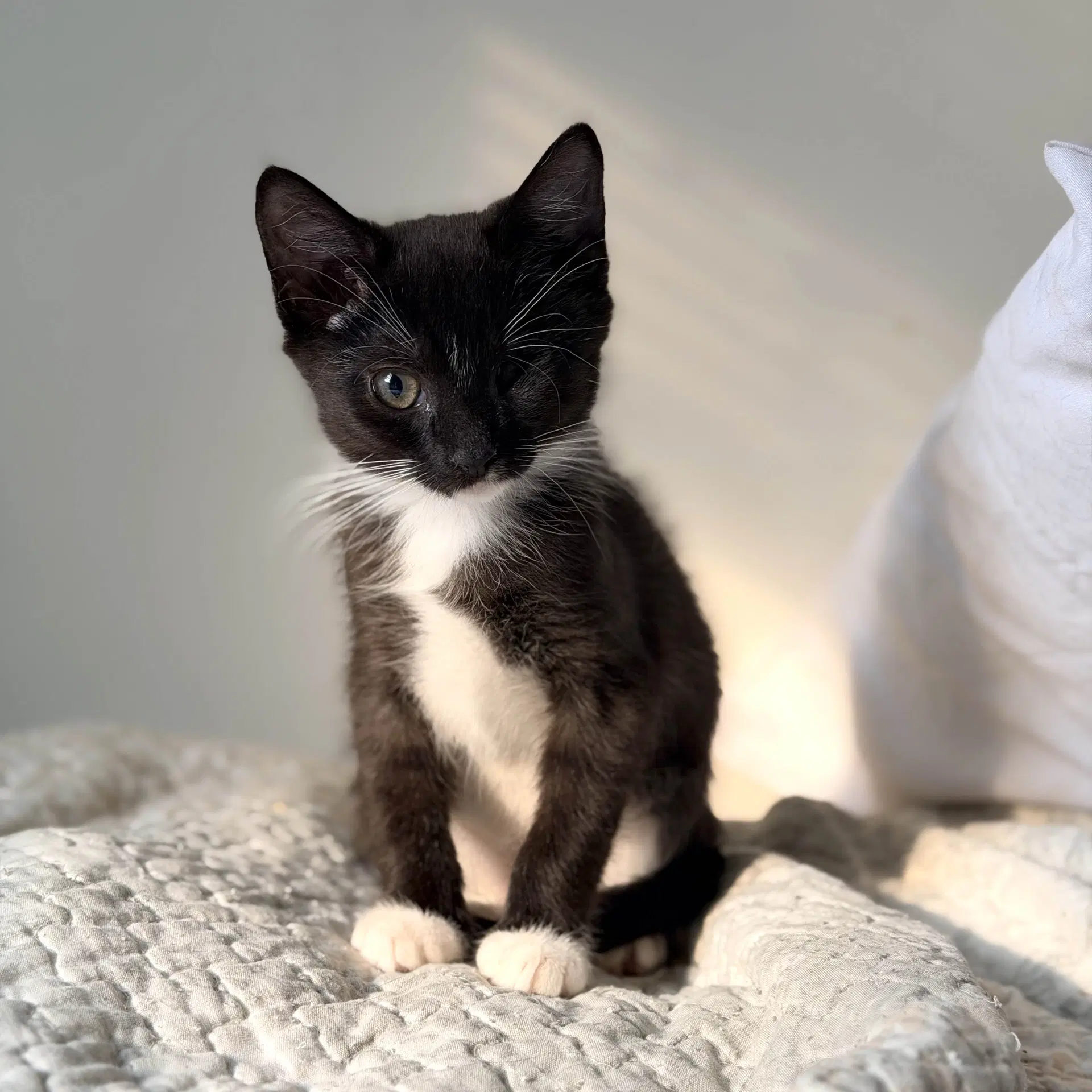 Samurai - Domestic Short Hair