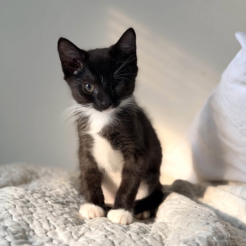 Samurai, a cat for adoption from KittenSnatchers