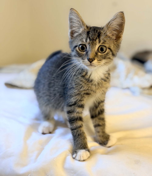 Fievel, a cat for adoption from KittenSnatchers
