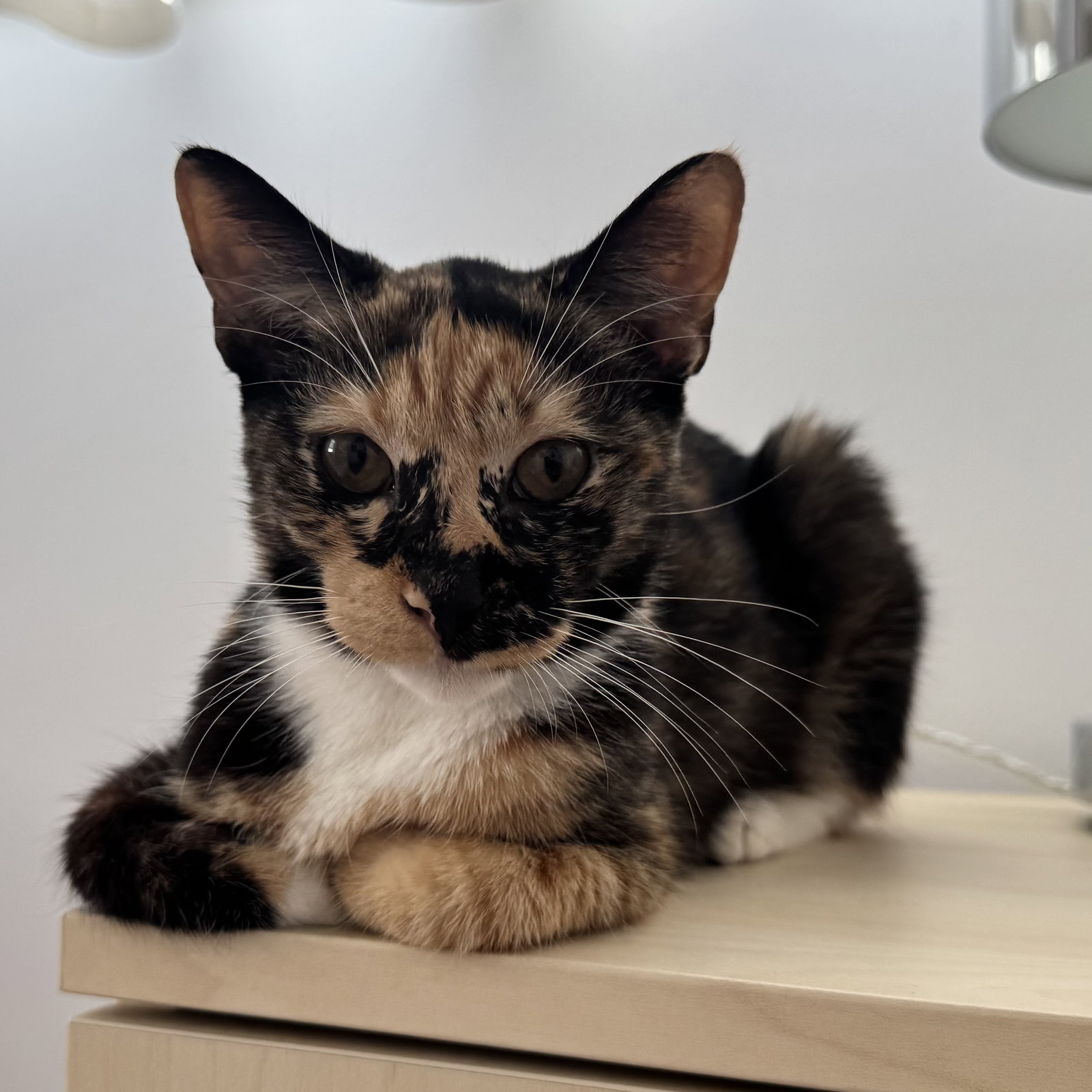 Edie, cat — photo 1 of 3
