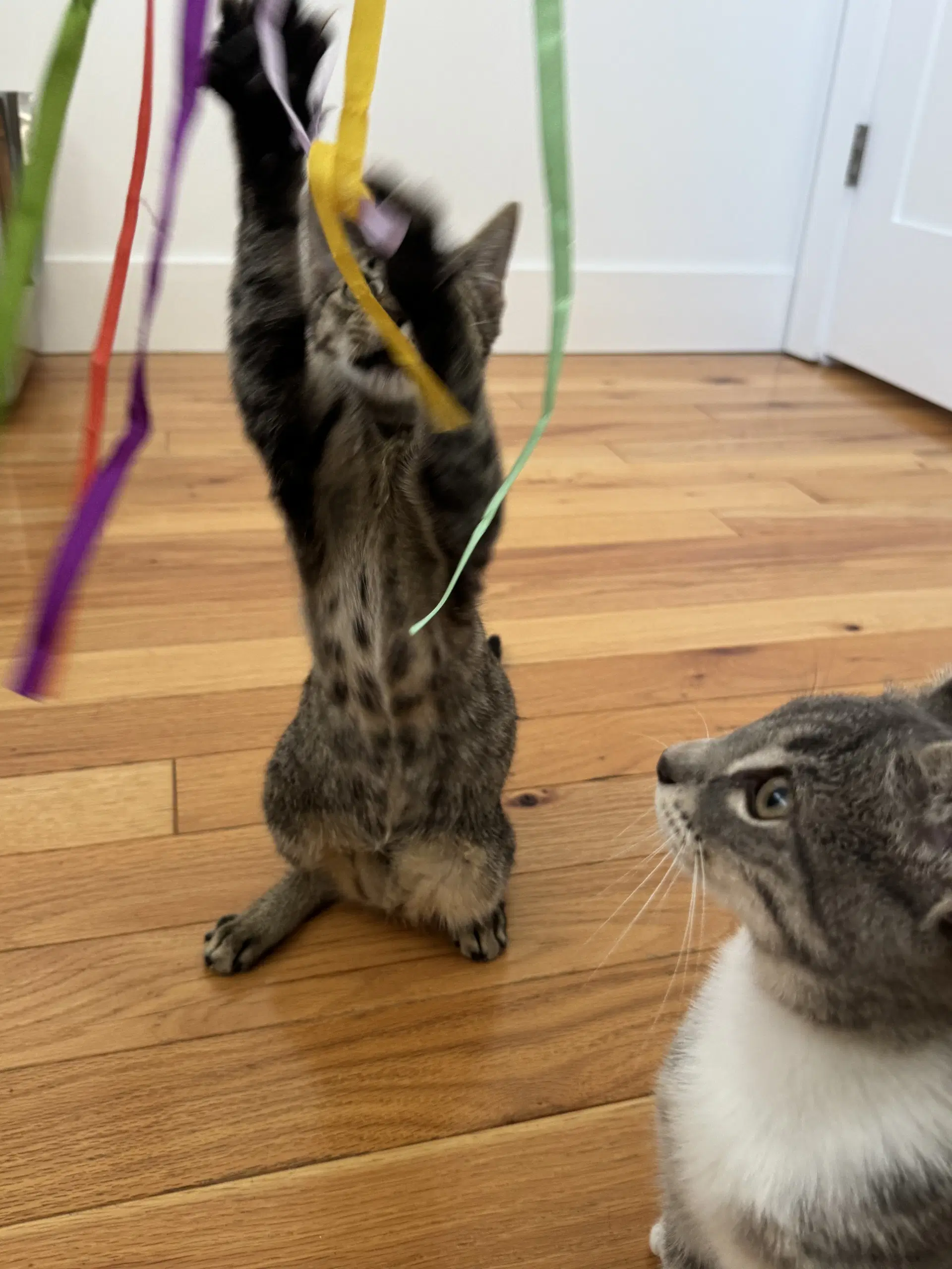 Rocky And Baby Francis - Domestic Short Hair