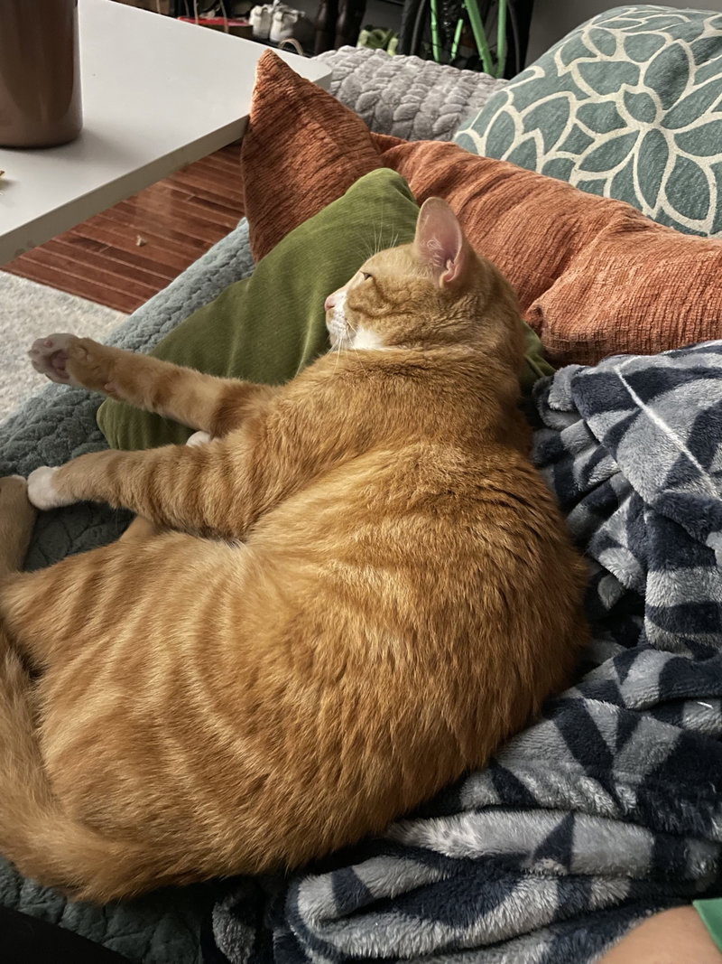 Garfield, photo 2