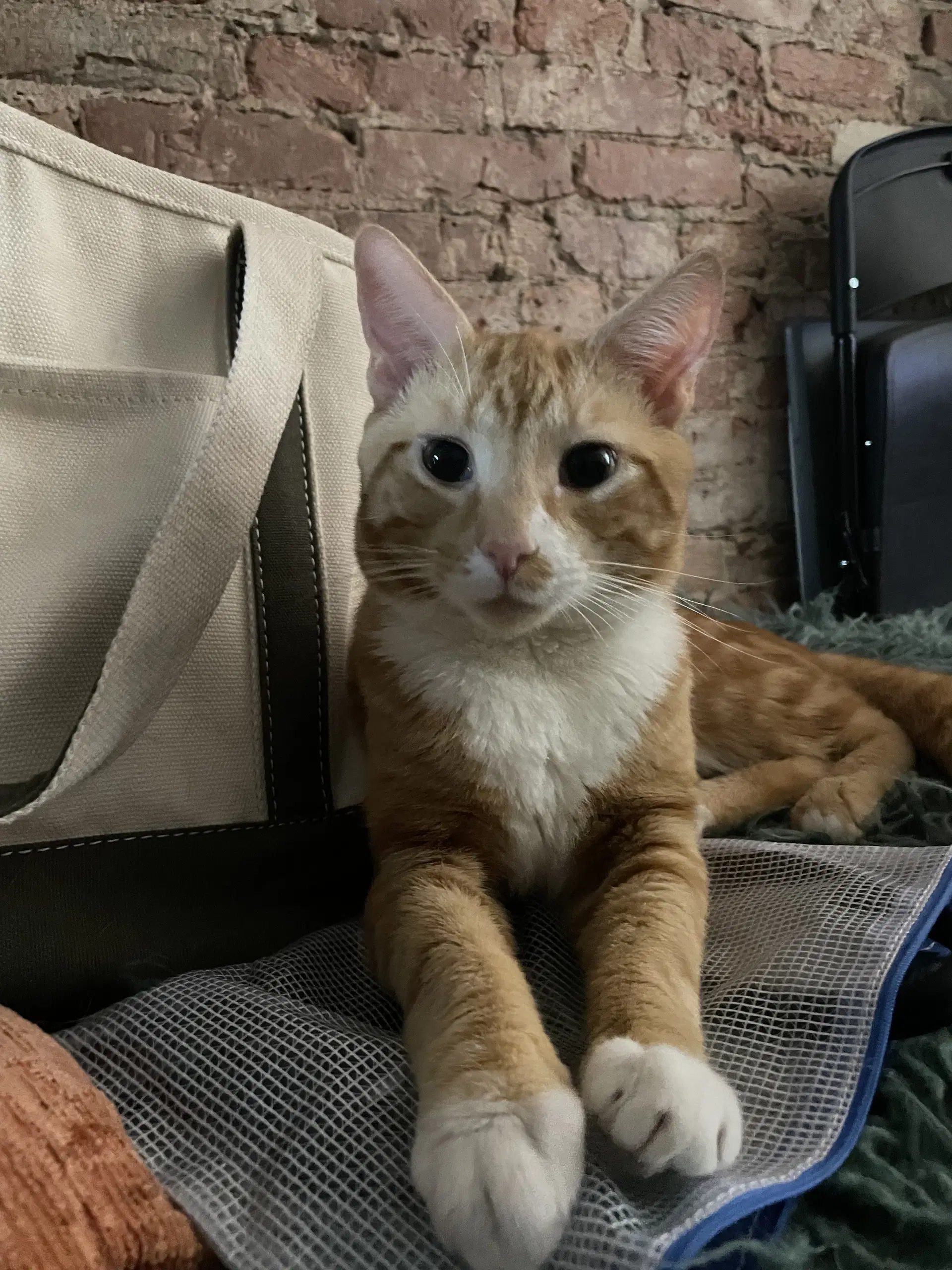 Garfield - Egyptian Mau