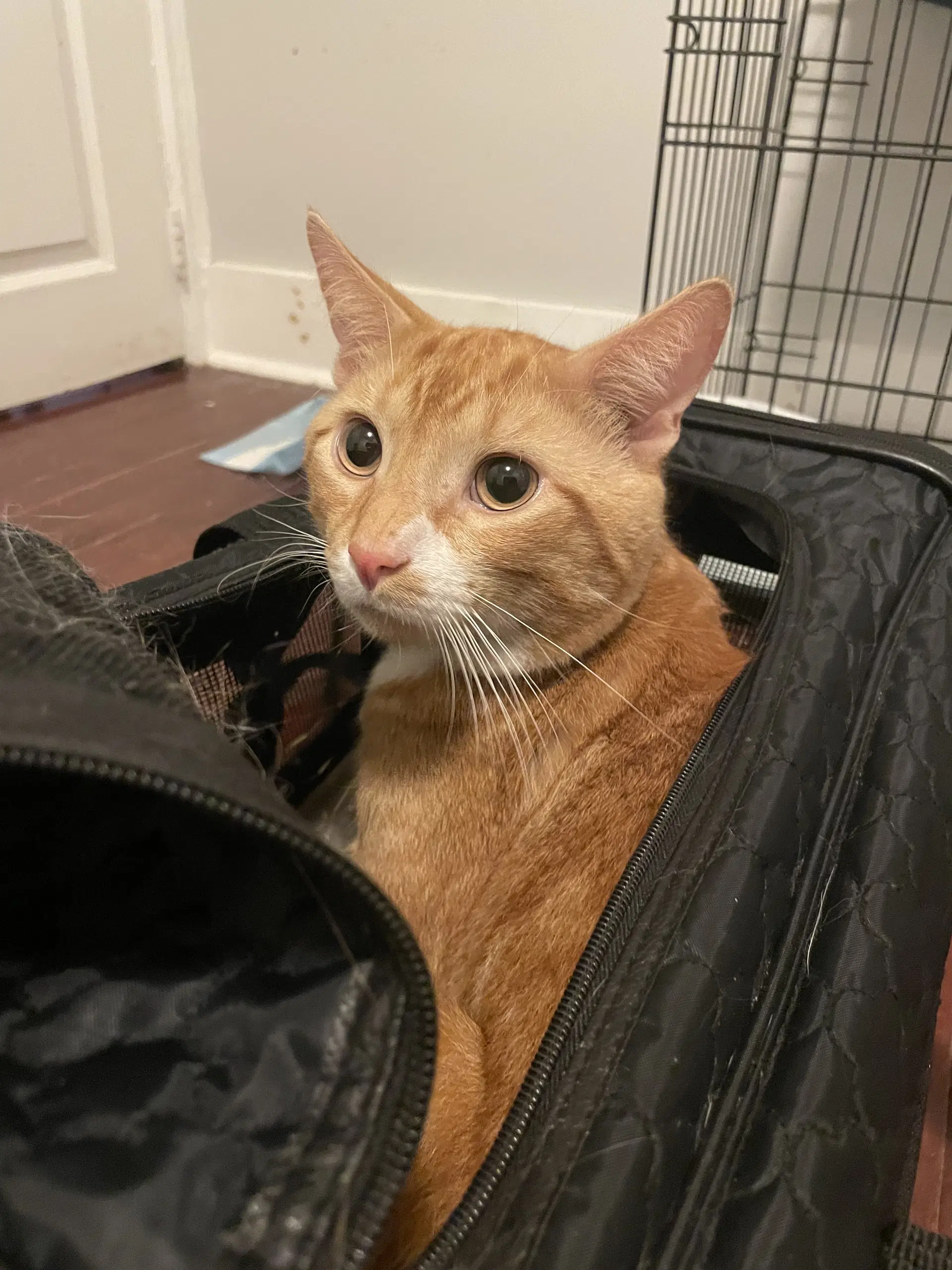 Garfield image 3