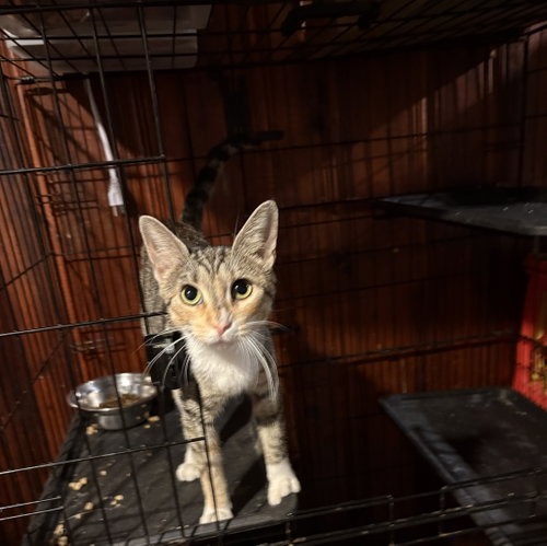 Dolly Parton, a cat for adoption from KittenSnatchers