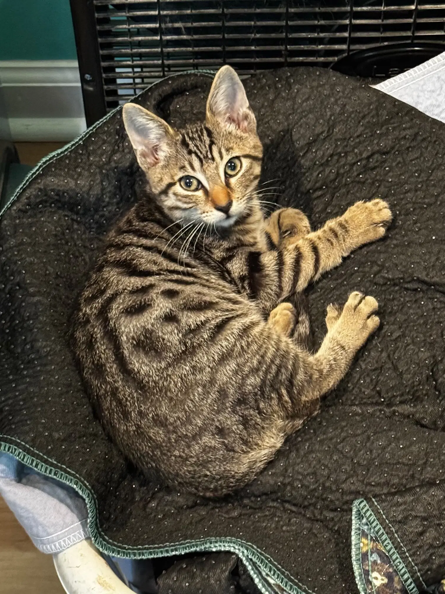 Cass Peterson - Domestic Short Hair